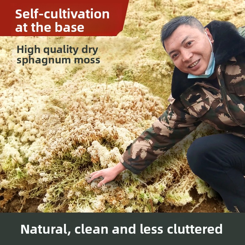 Musgo Sphagnum Seco de Grado A - Preserved Moss Sheet reseña y precio