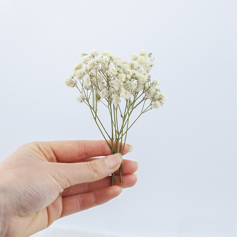 50 piezas de flores de gypsoph - Florist Supply Vases reseña y precio